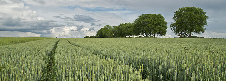 crise agriculture